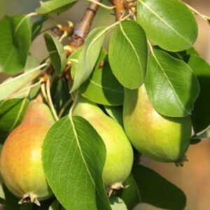 Poirier Précoce de Morettini