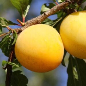 Pflaumenbaum Pfirsichpflaume