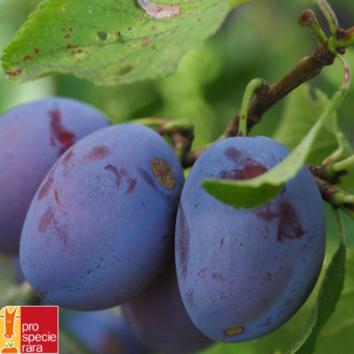 Pruneautier Précoce d'Ersingen