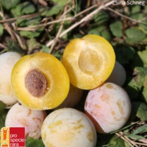 Pflaumenbaum Mirabelle von Nancy