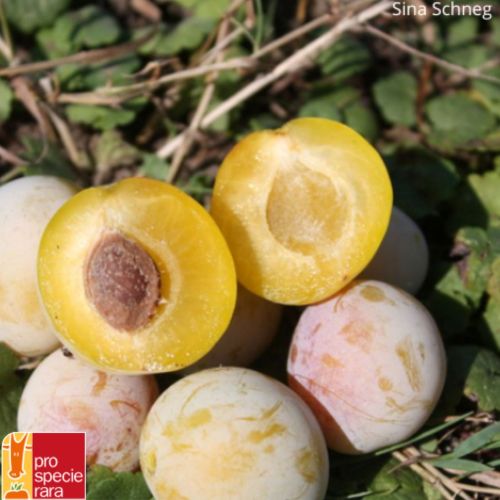 Prunier Mirabelle de Nancy