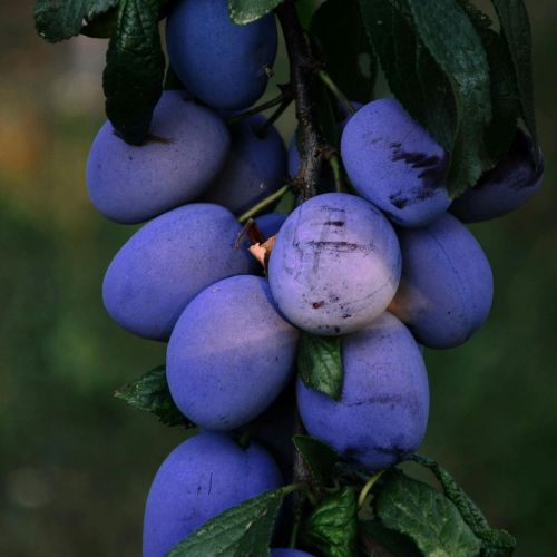 Pruneautier Belle de Cacack's