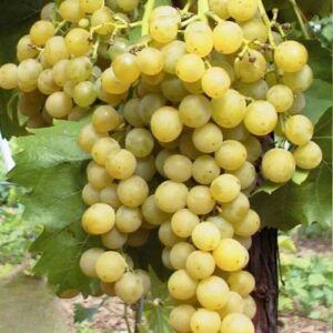 Vigne résistant Muscat de Birstaler