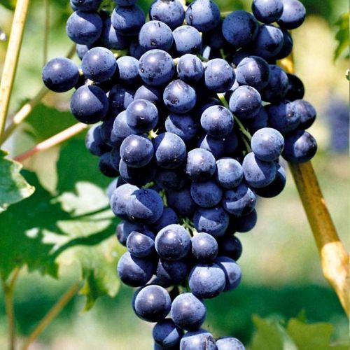 Vigne robuste Muscat Bleu Garnier