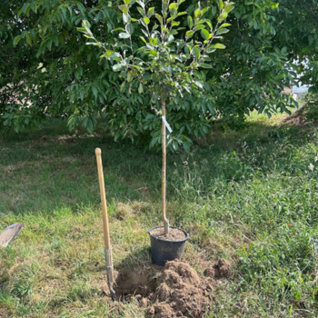 Pflanzung eines Obstbaums