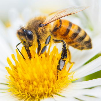 Pollinisation des arbres fruitiers par les abeilles