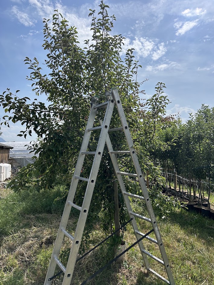 Taille et entretien d’un arbre fruitier