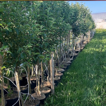 Production d’arbres fruitiers biologiques en Suisse