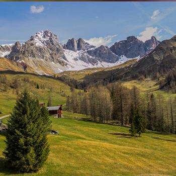 Arbres fruitiers adaptés à l’altitude en Suisse