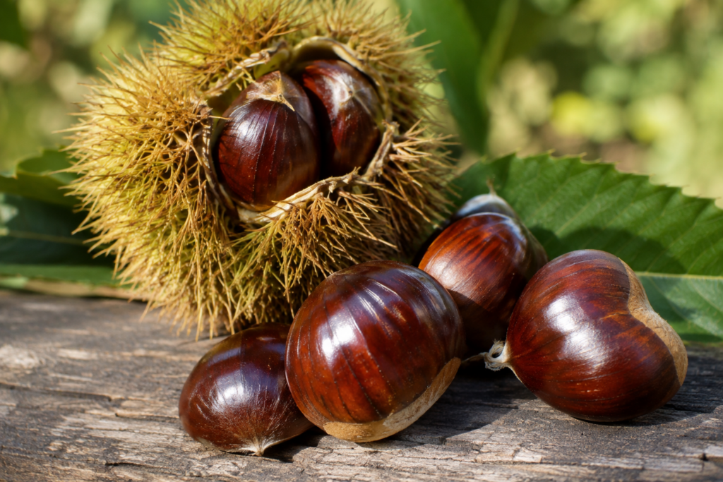 castanea