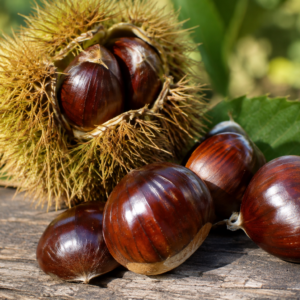 castanea 